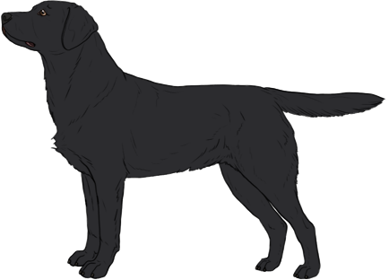 Random Dog