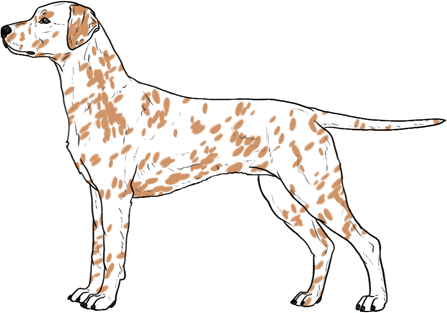 Random Dog
