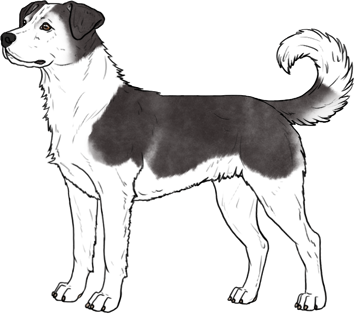 Random Dog