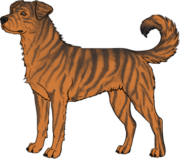 Random Dog