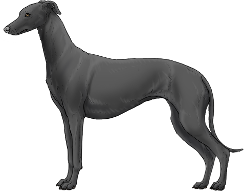Random Dog