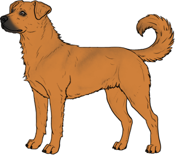Random Dog