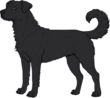Random Dog