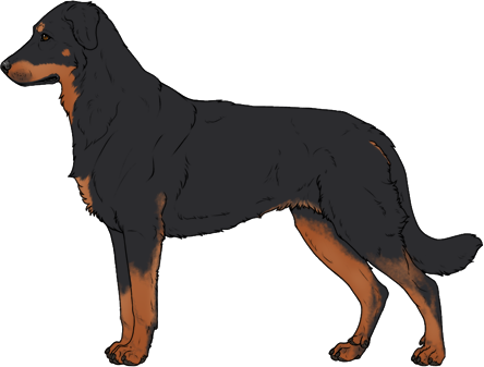 Random Dog