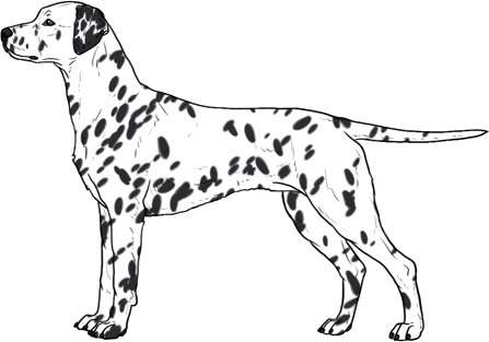 Random Dog