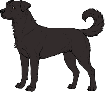Random Dog