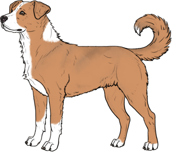 Random Dog