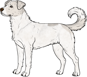 Random Dog