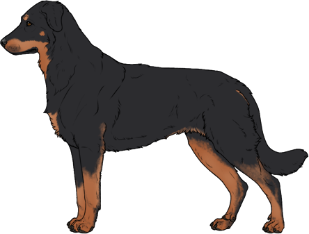 Random Dog