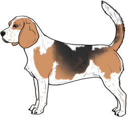 Random Dog