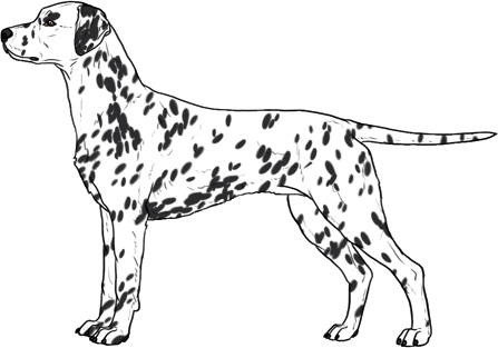 Random Dog