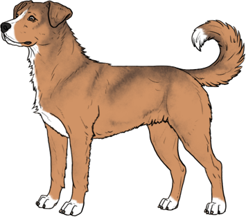 Random Dog