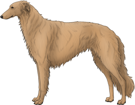 Random Dog