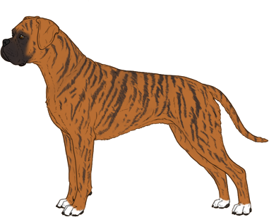 Random Dog