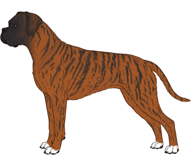 Random Dog
