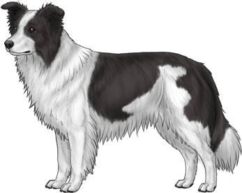 Random Dog