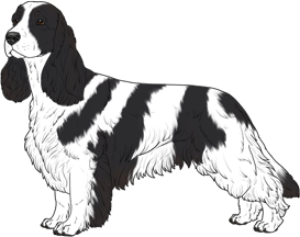 Random Dog