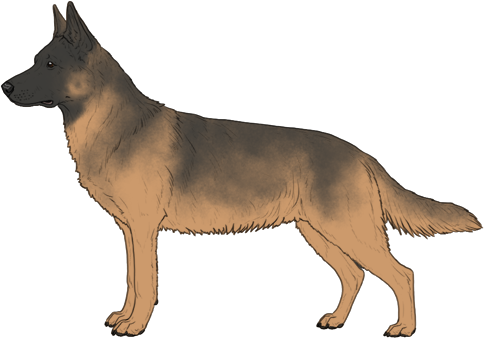 Random Dog